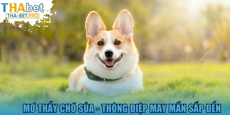 Mơ thấy chó sủa - Thông điệp may mắn sắp đến