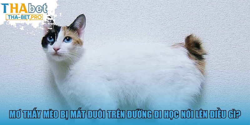 Mơ thấy mèo bị mất đuôi trên đường đi học nói lên điều gì?