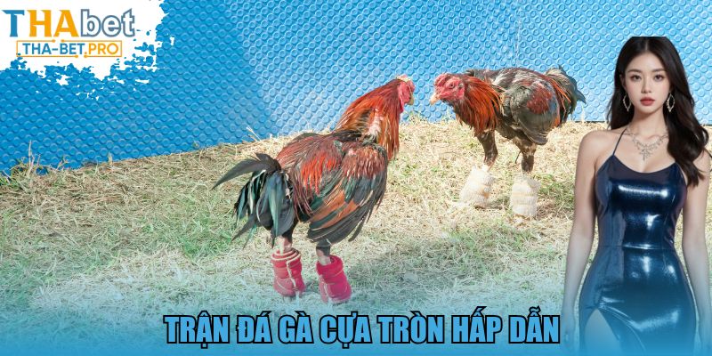 Trận đá gà cựa tròn hấp dẫn